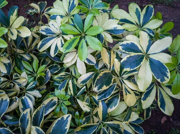 Planta Ornamental Walisongo Varigata Verde Blanca Jardín Escuela —  Fotos de Stock
