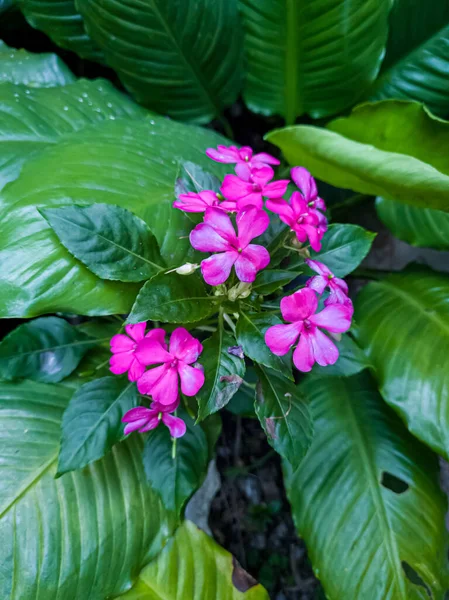 Κόκκινο Λουλούδι Χέννα Φυτό Πράσινα Φύλλα Στον Κήπο Του Σχολείου — Φωτογραφία Αρχείου