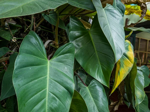 Abstract Textured Background Green Leafy Plants School Garden — Stockfoto