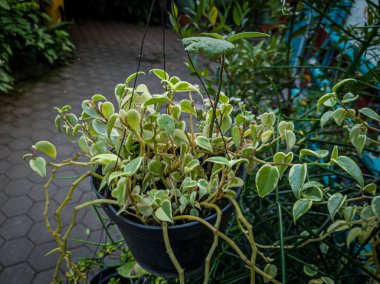Kapının önündeki asma saksılarda yeşil ve beyaz bitkiler