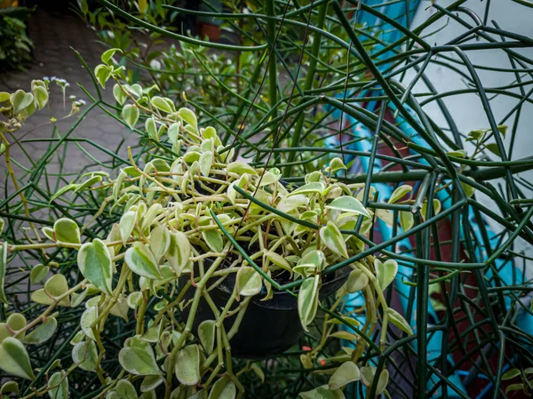 Plants Hanging Pots Front Door Green White — Stock Photo, Image