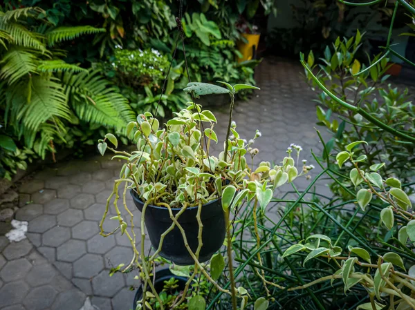 Pflanzen Grünen Und Weißen Hängetöpfen Vor Der Tür — Stockfoto