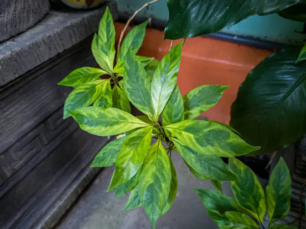 Green White Leaf Plants School Garden — Stock fotografie