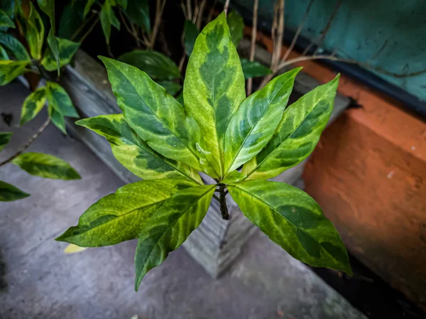 Green White Leaf Plants School Garden — Stock fotografie