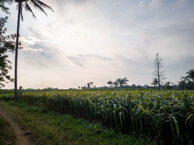 Tarlada yeşil mısır bitkisi