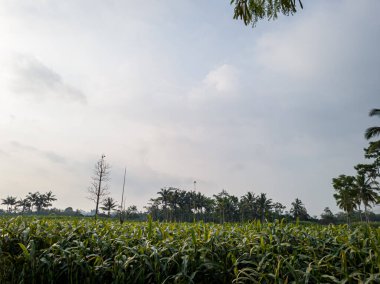 Tarlada yeşil mısır bitkisi