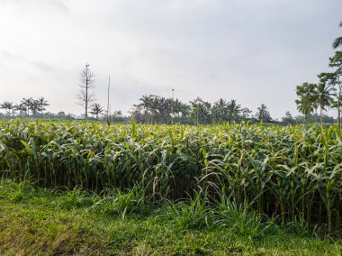 Tarlada yeşil mısır bitkisi