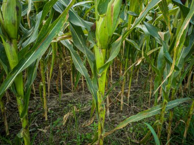 Tarlada yeşil mısır bitkisi