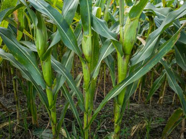 Tarlada yeşil mısır bitkisi