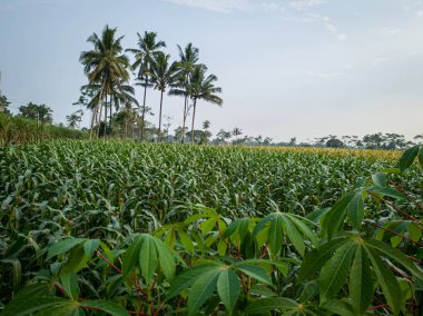 Tarlada yeşil mısır bitkisi