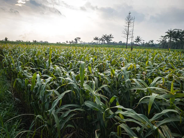 Green Corn Plant Farm Field — Fotografia de Stock