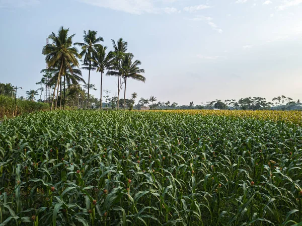 Green Corn Plant Farm Field — Stockfoto