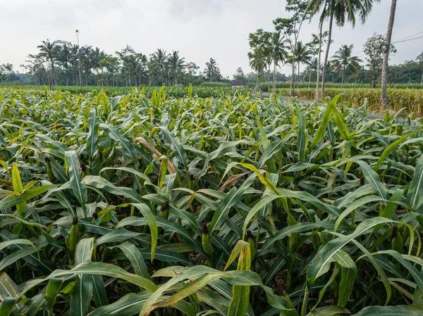 Green Corn Plant Farm Field — Fotografia de Stock