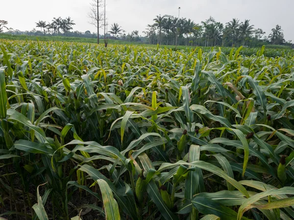 Green Corn Plant Farm Field — Fotografia de Stock