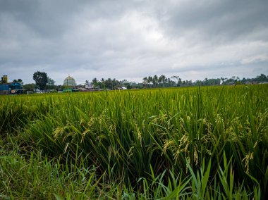 Yeşil renkli pirinç tarlalarının sabah manzarası