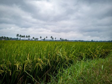 Yeşil renkli pirinç tarlalarının sabah manzarası