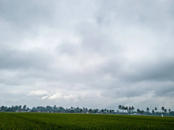 Morning View Rice Fields Green Colors — Fotografia de Stock