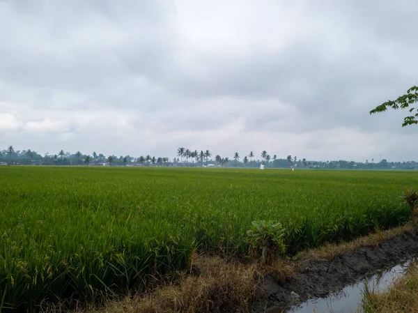 Утренний Вид Рисовых Полей Зеленого Цвета — стоковое фото