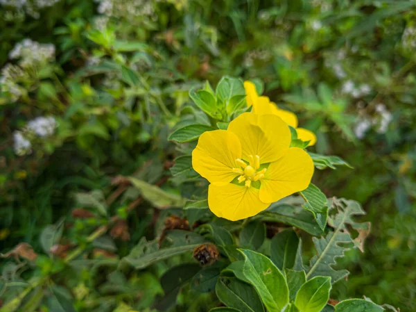 Yellow Wildflowers Usually Grow Edge Rice Fields — 스톡 사진
