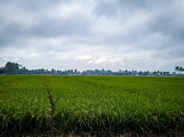 Morning View Rice Fields Green Colors — Fotografia de Stock