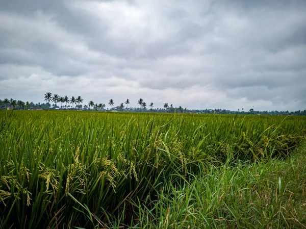 Morning View Rice Fields Green Colors — Fotografia de Stock