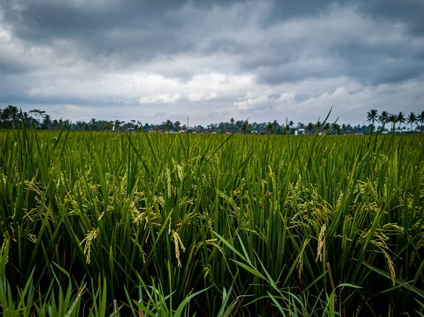 Morning View Rice Fields Green Colors — Fotografia de Stock