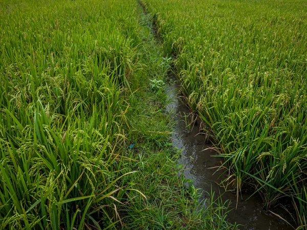 Visão Matinal Dos Campos Arroz Com Cores Verdes — Fotografia de Stock