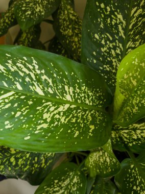 Kutah Rice adında yeşil yapraklı bir bitki.