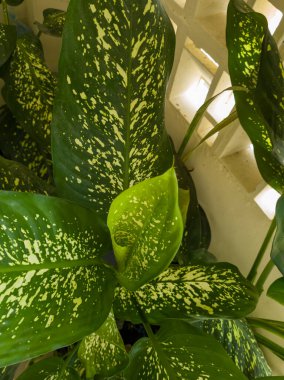 Kutah Rice adında yeşil yapraklı bir bitki.