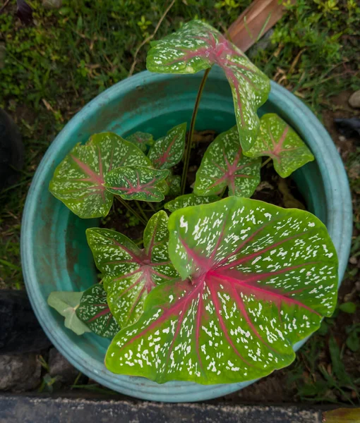 Green Leafy Plant Background Named Dewi Sri — стокове фото