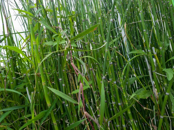 Green mini bamboo plant background in school garden
