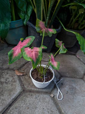 Kırmızı yapraklı ve yeşil kombinasyonlu Sri servet bitkisi