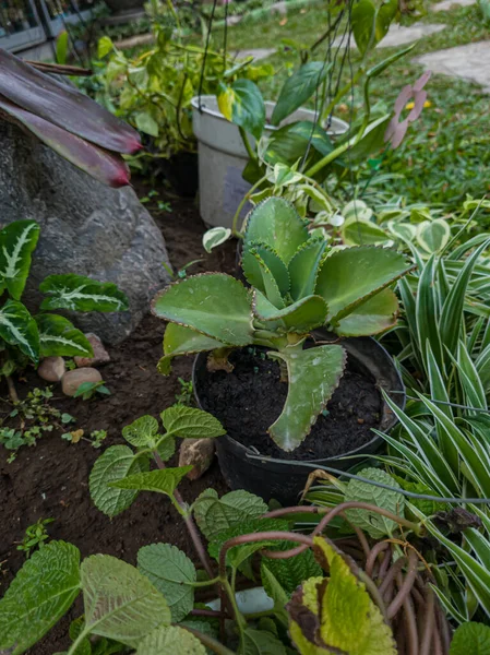 Ornamental Plant Pot Green Leaves — Stock Photo, Image