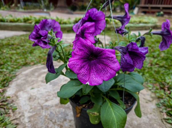 Purple Petunia Flower Ornamental Plant Hanging Pot — Foto de Stock