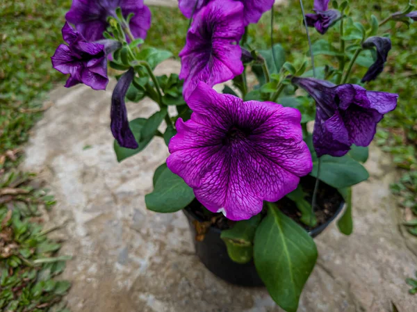 Purple Petunia Flower Ornamental Plant Hanging Pot — 图库照片