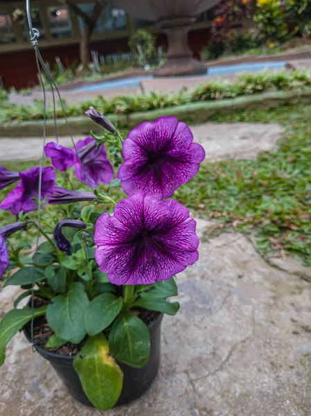 Purple Petunia Flower Ornamental Plant Hanging Pot — 图库照片