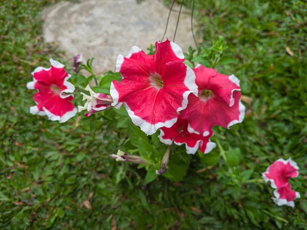 Ornamental Plants Red Petunias White Color Combinations Hanging Pots — Φωτογραφία Αρχείου