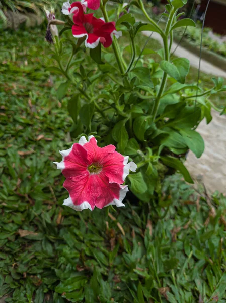 Ornamental Plants Red Petunias White Color Combinations Hanging Pots — Φωτογραφία Αρχείου