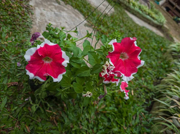 Ornamental Plants Red Petunias White Color Combinations Hanging Pots — Φωτογραφία Αρχείου