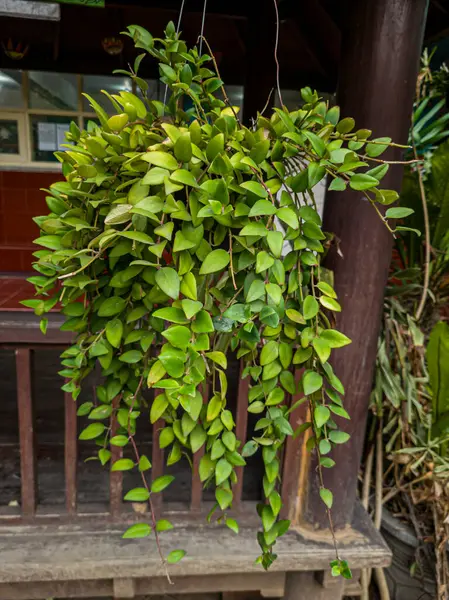 Peperomia Hope Ornamental Plants Green Leaves Hanging Pots — Stockfoto