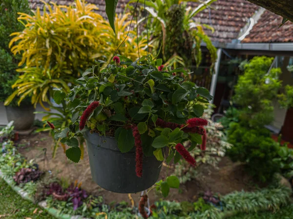 Ornamental Plants Green Leaves Red Flowers Hanging Pots — Stockfoto