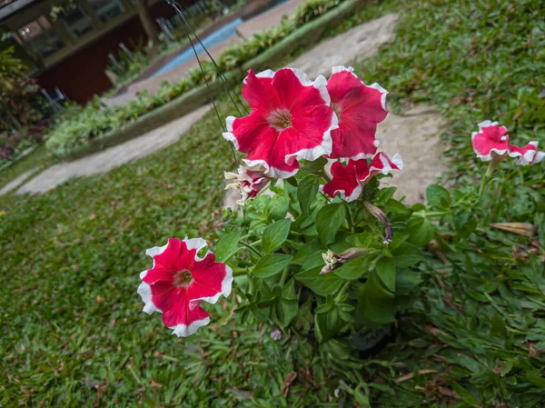 Ornamental Plants Red Petunias White Color Combinations Hanging Pots — Zdjęcie stockowe