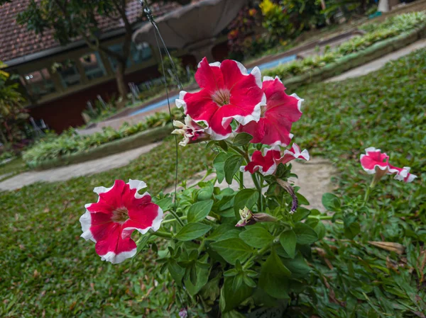 Ornamental Plants Red Petunias White Color Combinations Hanging Pots — 图库照片