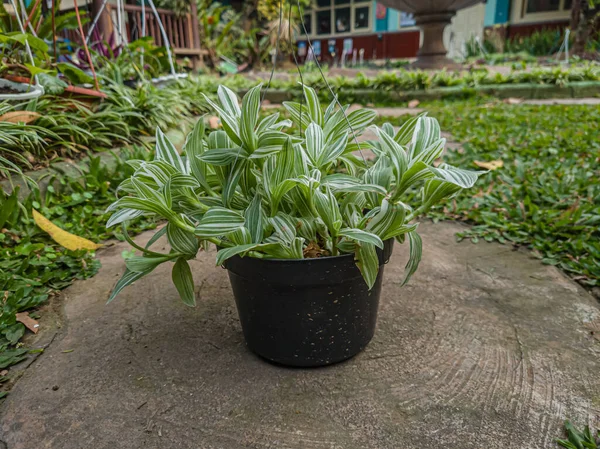 Ornamental Plant Dracaena Deremensis White Green Leaves —  Fotos de Stock