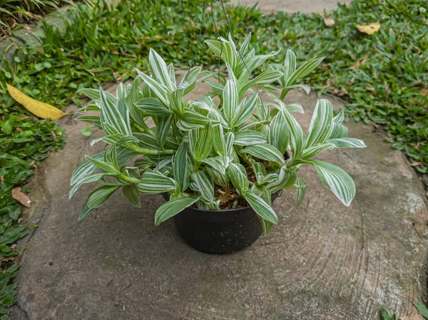Ornamental Plant Dracaena Deremensis White Green Leaves — Stockfoto