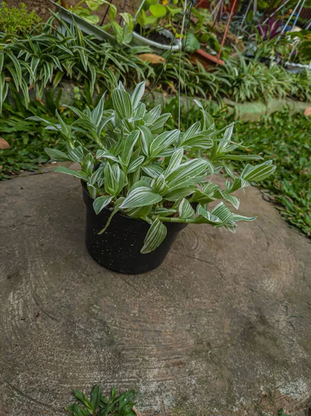 Ornamental Plant Dracaena Deremensis White Green Leaves — Stockfoto