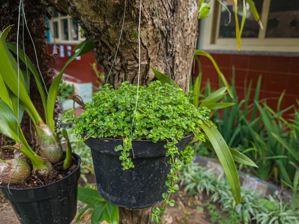 Green Leaf Plant Hanging Pot — Stockfoto