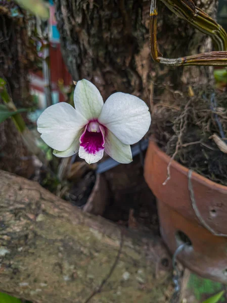 Asılı Kaplarda Kırmızı Beyaz Orkideler — Stok fotoğraf