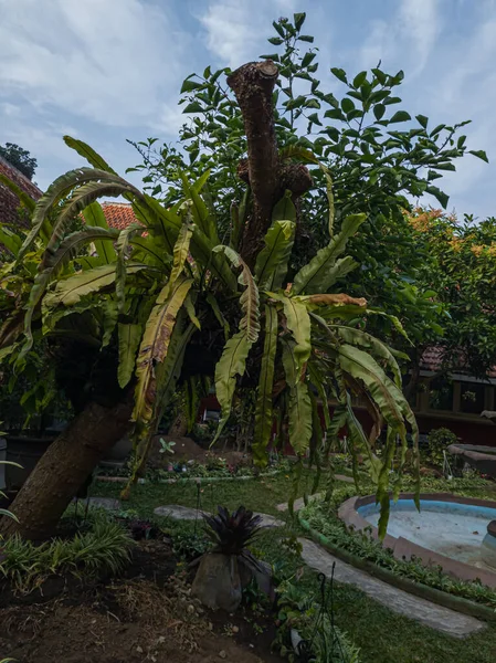 Background View Trees Front Building — стоковое фото