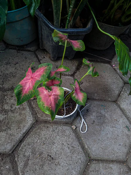 Рослина Червоним Листям Комбінацією Зеленого Кольору — стокове фото